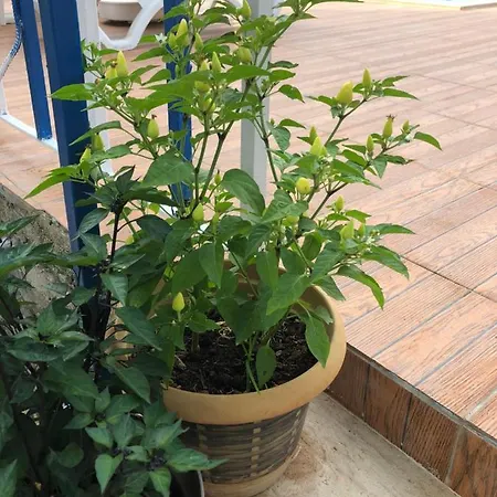 Отель Ferah Патара